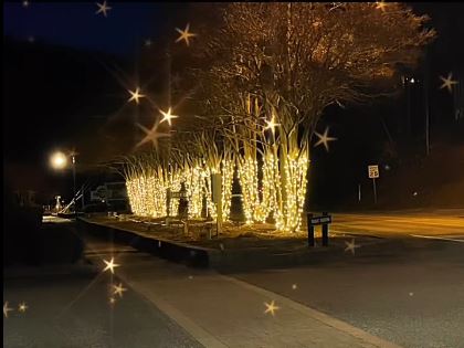 Morse Park Crepe Myrtles in Lights