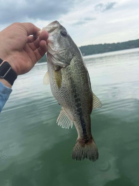Fish May 2026