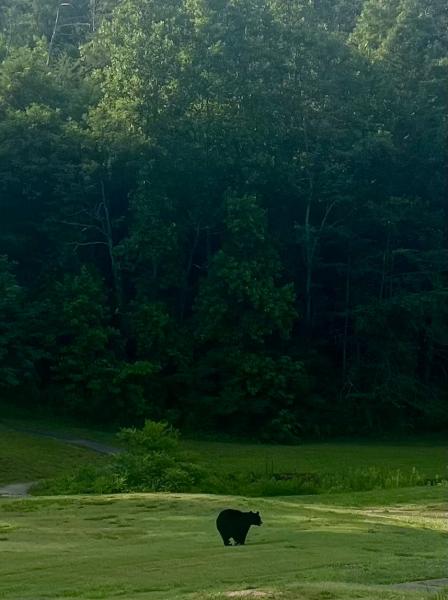 Bear