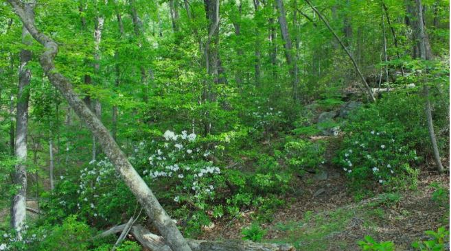 Photo by Conserving Carolina - Forest