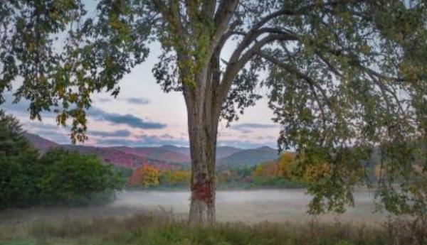 Tree with Mountains Abigail Bernard 2025 Arbor Day Poster Winner