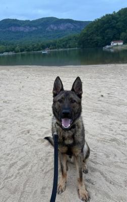 Koda at the Beach
