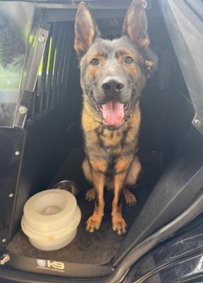 K-9 Koda in Police Car Cage