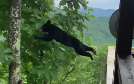 Flying Bear