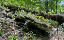 Weed Patch Mountain Storm Damage August 2021