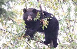 Bear in Tree