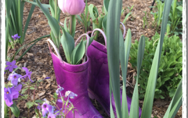 Tulip Display