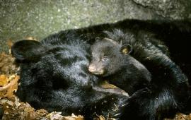 Sleeping Black Bear with Newborn