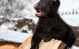 Baby Bear
