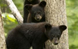 Three Bear Cubs in Tree