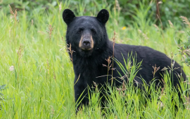 Black Bear in Park