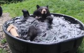 Bear in Tub