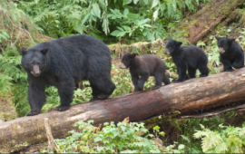 Bears walking on a log