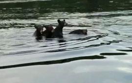 Mama Bear Carries 3 Cubs Across Lake