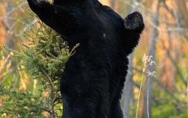 Standing bear