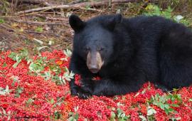 Bear with Berries