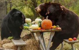 Bears eating pumpkins
