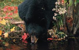 Bear drinking from stream