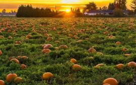pumpkins in a field