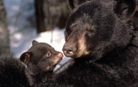 Infant and Mother Bear - North American Bear Center