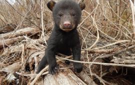 Bear cub standing