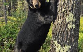 Bear in a tree