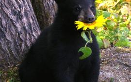 Bear with Yellow Flower
