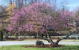 Pink Blooming Tree