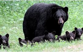 Bear and bear cubs