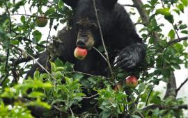 Black Bear Eating Apple in Tree