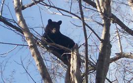 Bear in tree