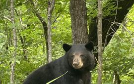 Bear Photo by Wendy Terry taken 6/16/24 on Buffalo Shoals Road
