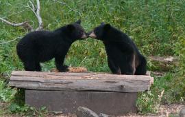 Black Bears Kissing