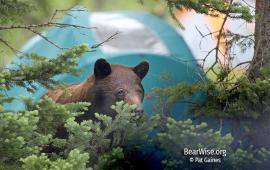 bear near tent - Pat Gaines