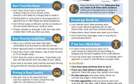BearWise Vacation Tips