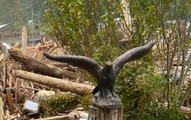 10/8/24 Eagle photo