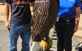Eagle Donation by Brian Carter