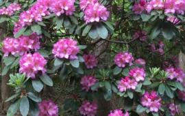 Lavender Rhododendron