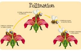 Pollination