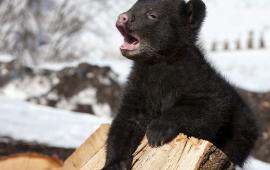 Cub photo by Lynn Bystrom