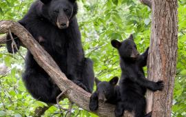 Bear with two cubs in a tree