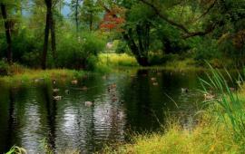 Morse Park Wetlands 