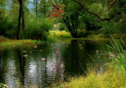 Morse Park Wetlands 