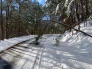 Trees in Road during Snow Storm