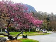 Blooming tree