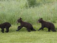 Three baby bears running