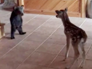 Baby bear and baby deer