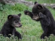 Two baby bears playing