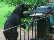 Bear at BBQ grill