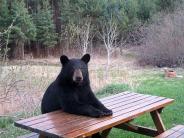 Bear at picnic table